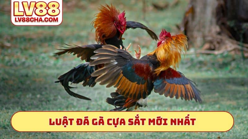 Luật đá gà cựa sắt mới nhất